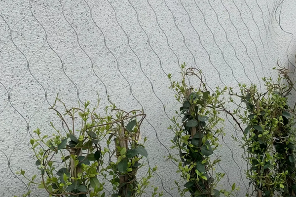 Green plant climbing mesh